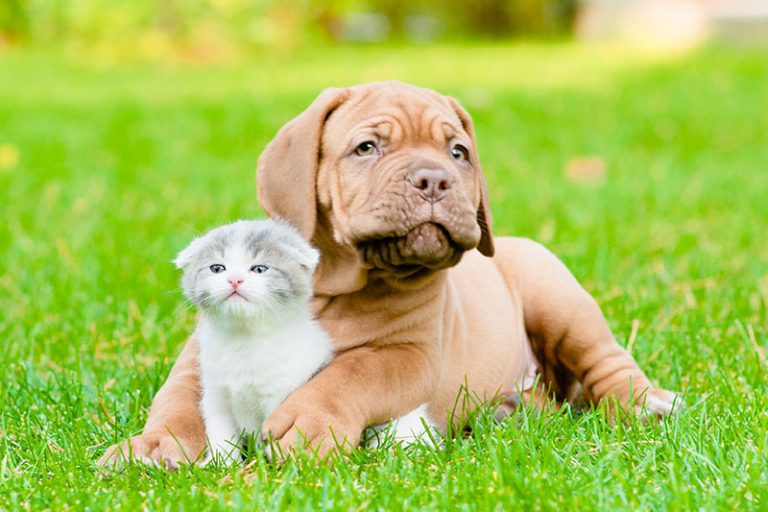 Veterinary Services in Chesapeake, VA Edinburgh Animal Hospital