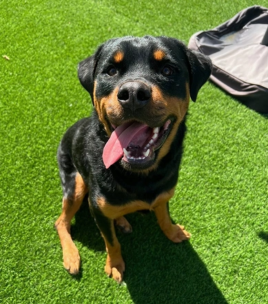 Routine Spay & Neuters