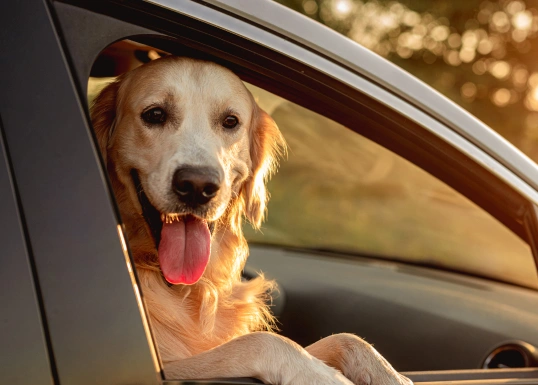 Convenient Care for Your Pet