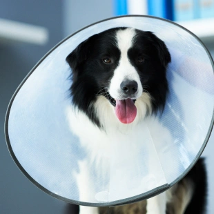 Routine Spay & Neuters