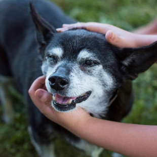 Senior Pet Wellness