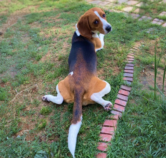 Pet Hip Dysplasia Evaluation (PennHip)