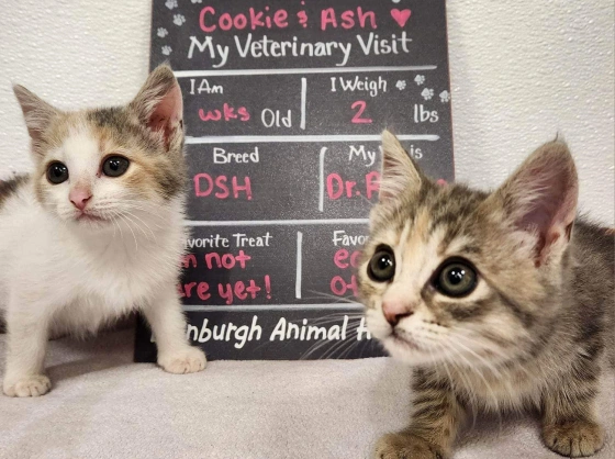 Kitten Vaccines