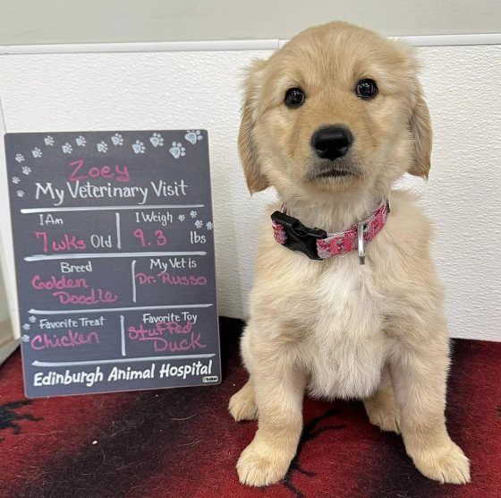 Vaccines for Puppies