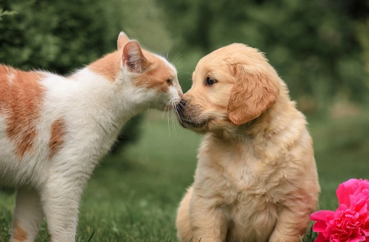 Puppy & Kitten Care
