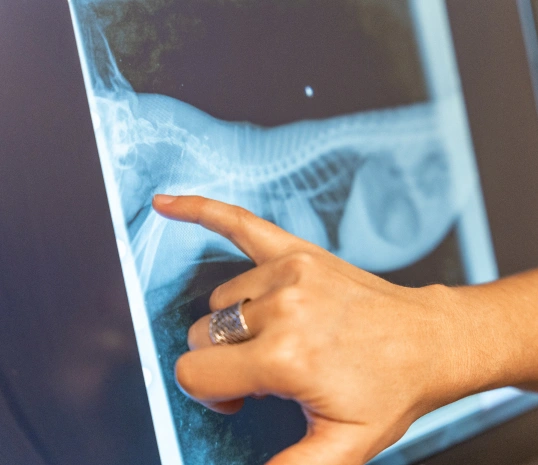 Convenient Care for Your Pet