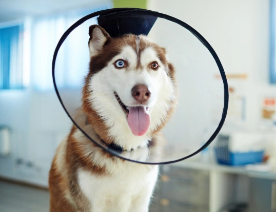 Pet Routine Spay and Neuter