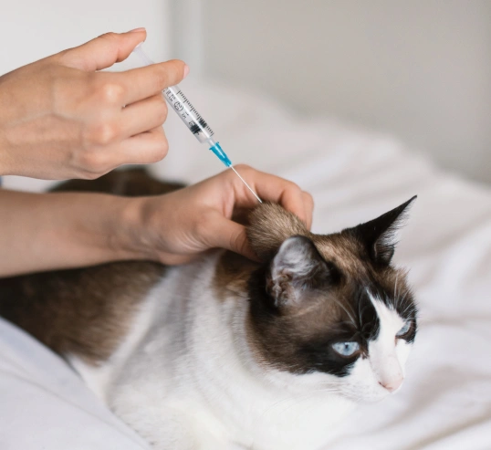 Convenient Care for Your Pet