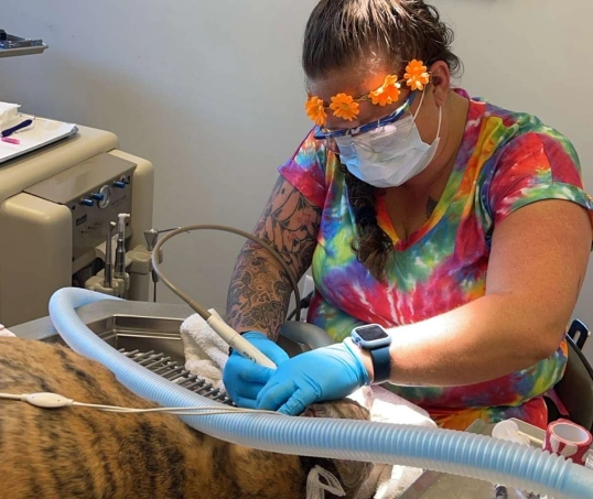 Keeping Your Pet’s Smile Healthy