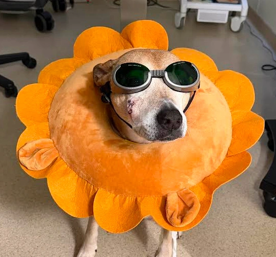 Pet Laser Therapy