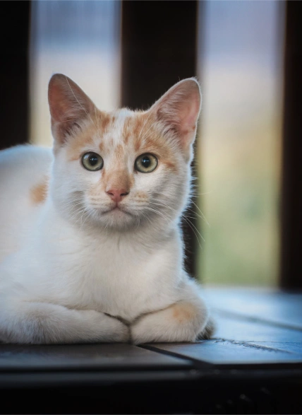 Shop Trusted Products for Your Pet Online