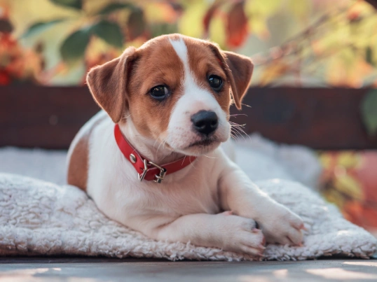 Pet Preferred Products