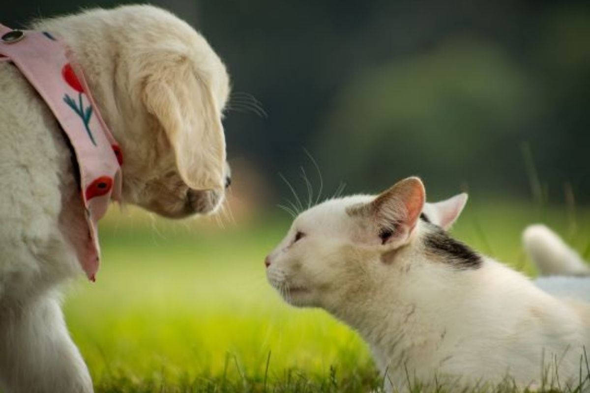 Senior Dog and Cat Care Health Changes to Expect With Age