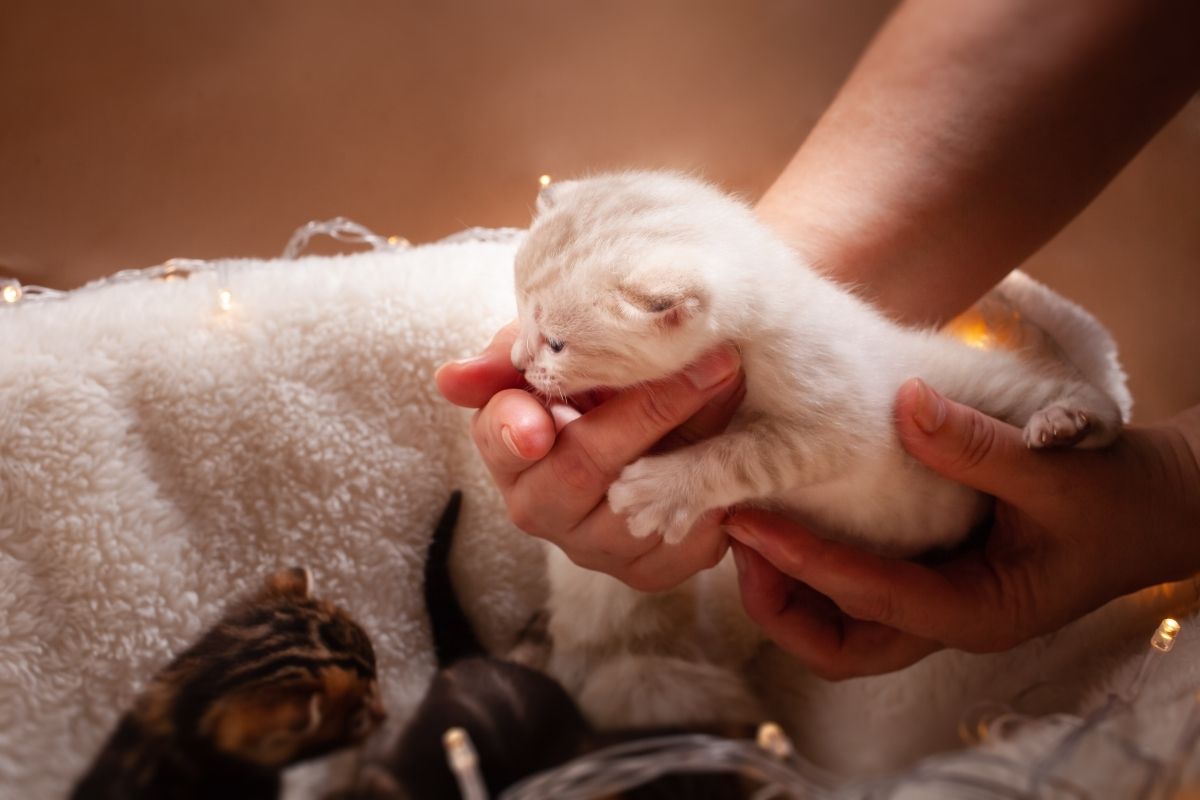 The Dos and Don’ts of Kitten Care