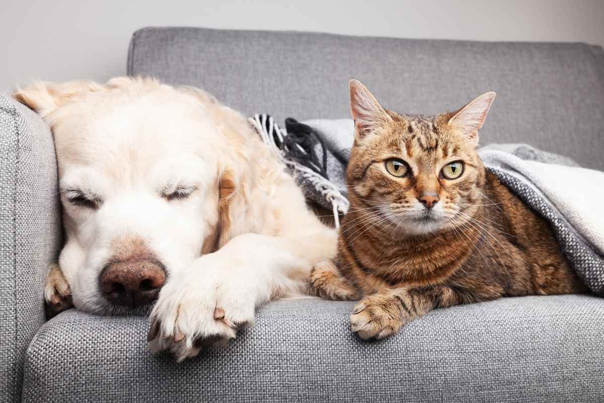 Why pet Nutrition Counseling Is Essential for Preventing Urgent Pet Health Issues