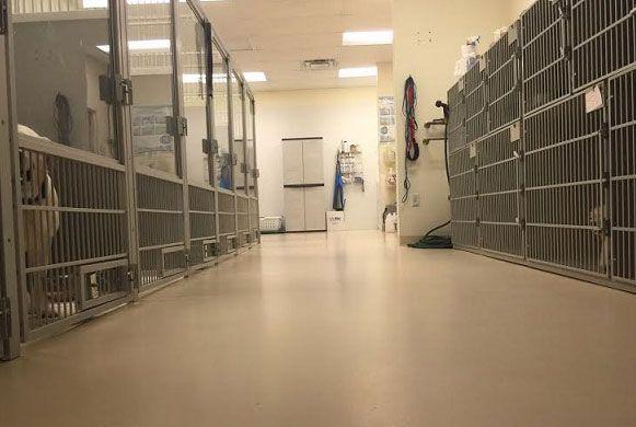 nottingham animal hospital reviews nottingham animal hospital reviews